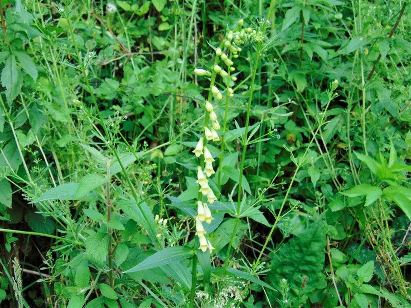 Digitalis lutea